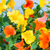 45 in. Wide Yellow and Orange Petunia Topiary - UV Resistant Thumbnail