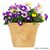 45 in. Wide Purple and Yellow Petunia Topiary - UV Resistant Thumbnail