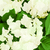 20 in. Wide White Hydrangea Topiary - UV Resistant Thumbnail