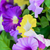 45 in. Wide Purple and Yellow Petunia Topiary - UV Resistant Thumbnail