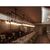 60 Watt - Edison Bulb - 5.2 in. Length Thumbnail