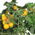 AeroGarden - Golden Harvest Cherry Tomato Seed Kit Thumbnail