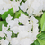 20 in. Wide White Hydrangea Topiary - UV Resistant Thumbnail