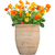 45 in. Wide Yellow and Orange Petunia Topiary - UV Resistant Thumbnail