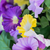 45 in. Wide Purple and Yellow Petunia Topiary - UV Resistant Thumbnail
