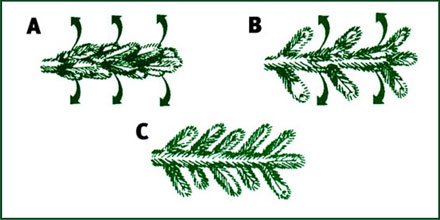 Traditional Tree Shaping