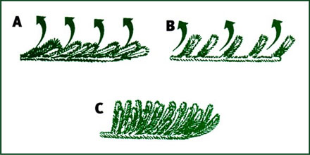 Upswept Tree Shaping